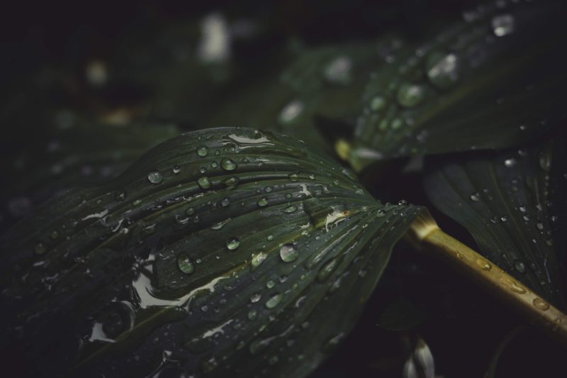 Raindrops beaded on a dark green leaf, photographed close up