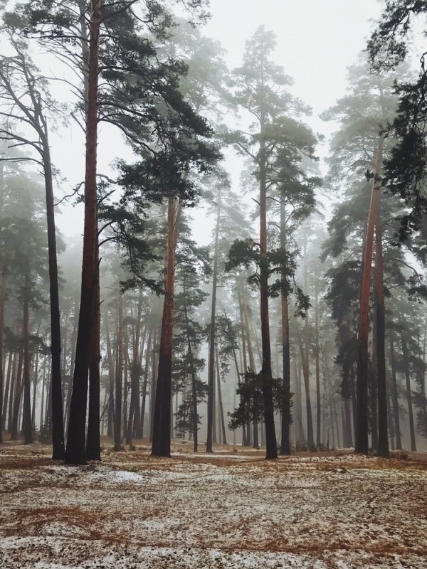 Tall bare pine trunks in mist, the forest floor pale beneath them