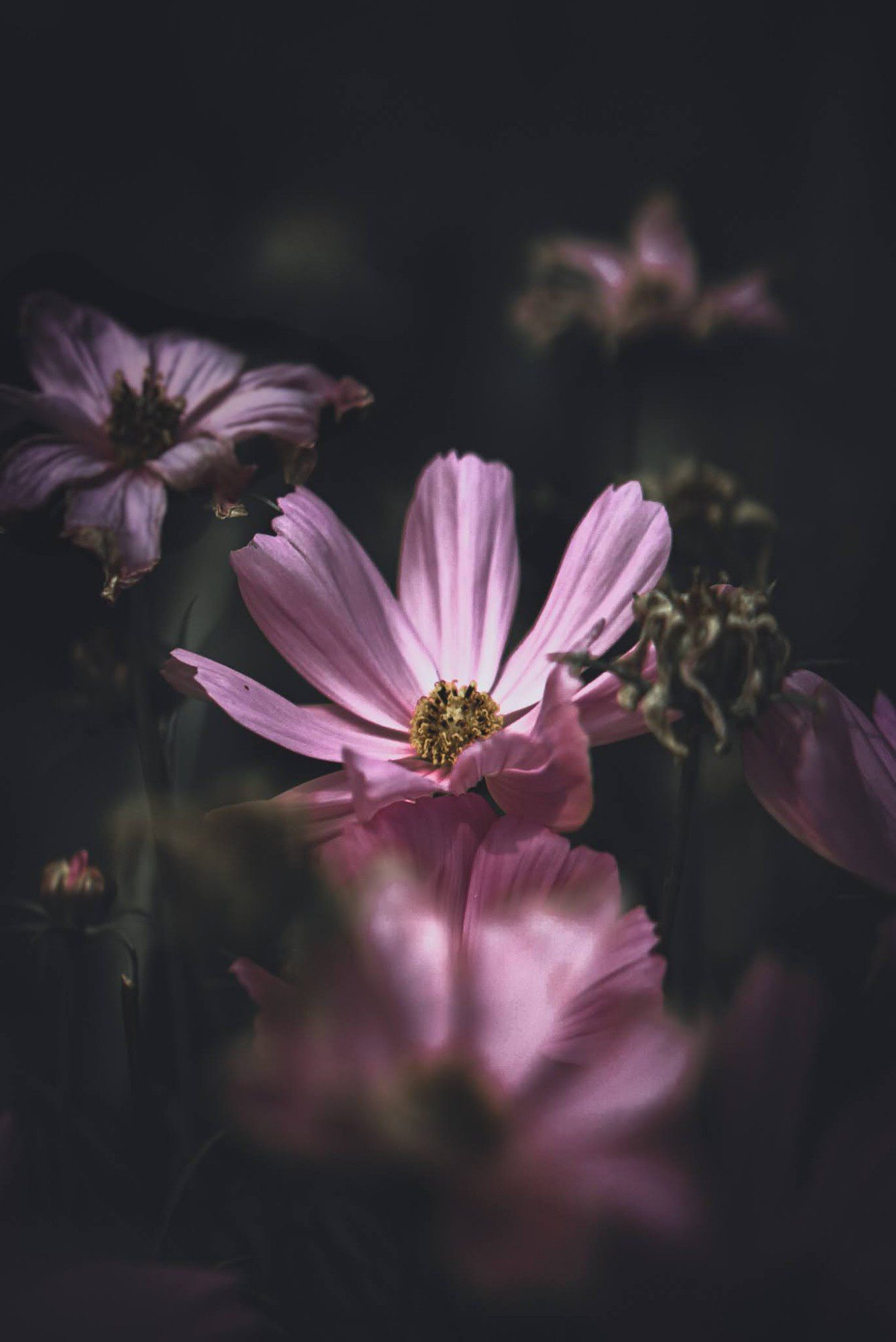 Pink cosmos flowers lit against a dark background