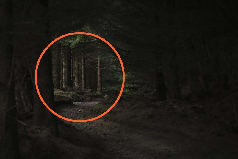 A dark woodland photograph with an orange circle drawn round the patch of light in it