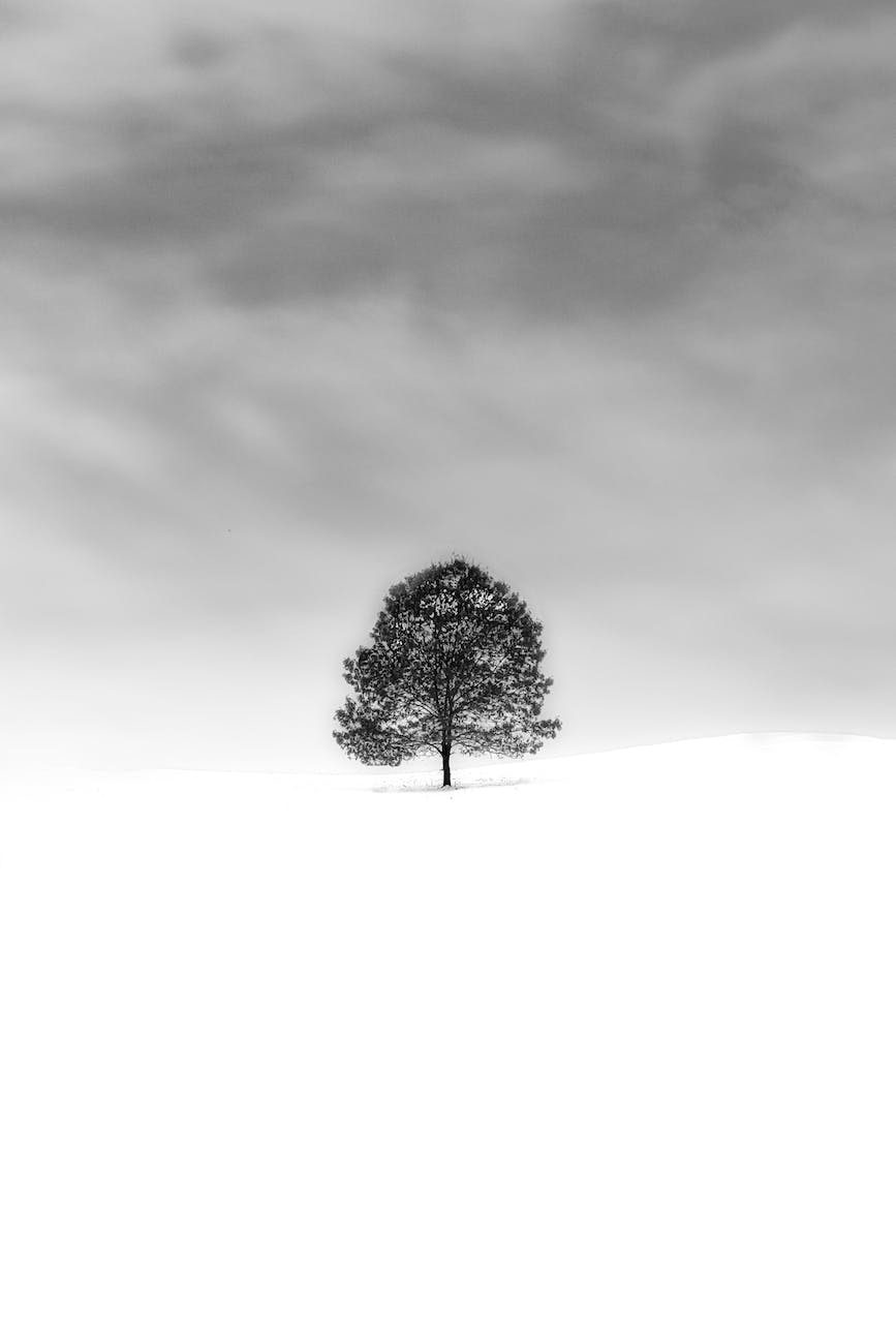 a lone tree covered in snow