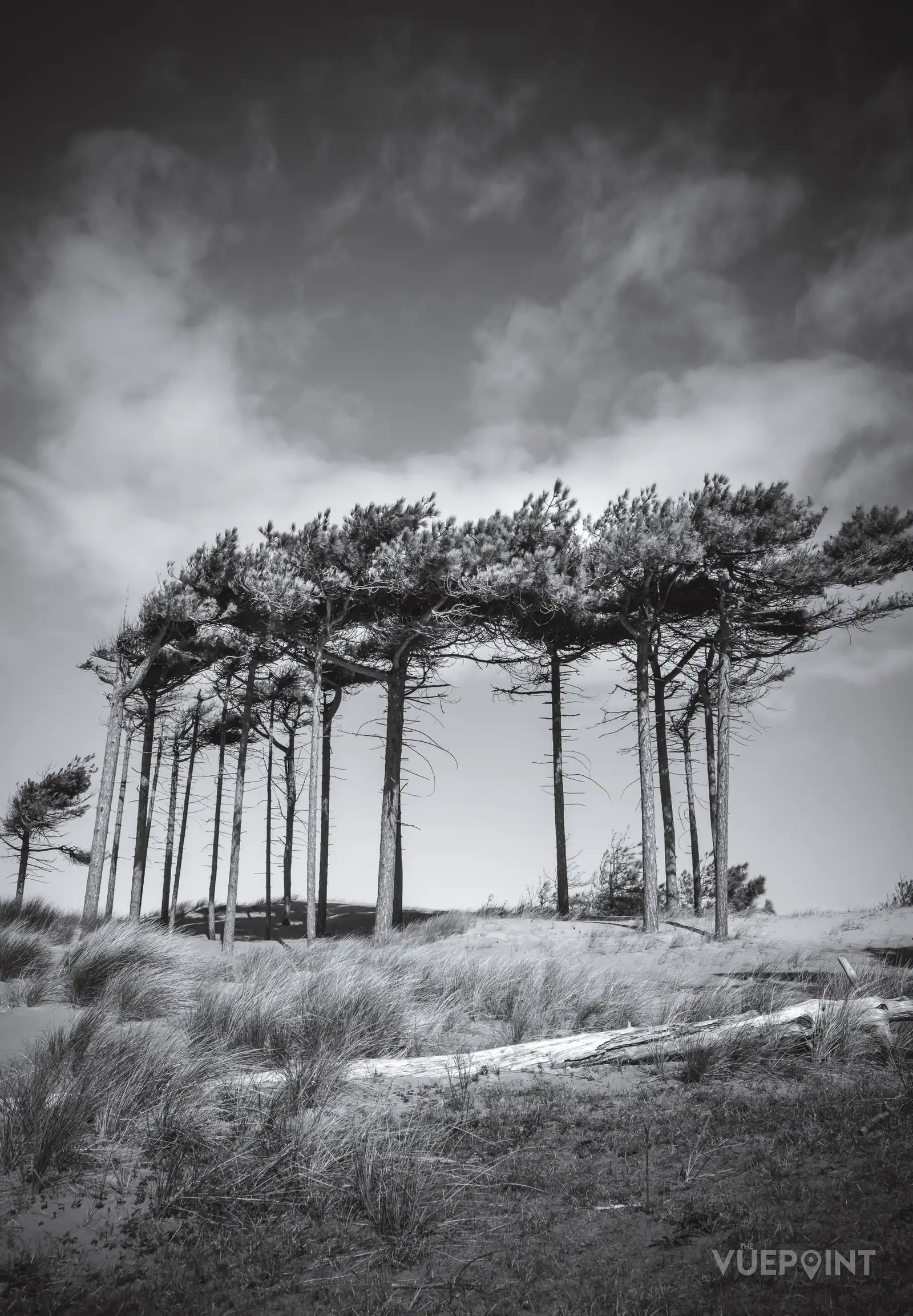 Black and white photograph of pine trees bent by the wind