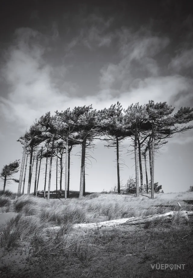 Black and white photograph of pine trees bent by the wind