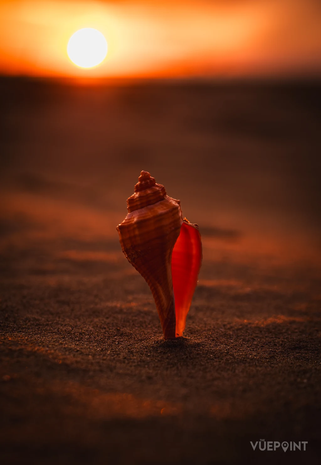 A conch shell standing upright in dark sand, lit from behind by a low sun in an orange sky