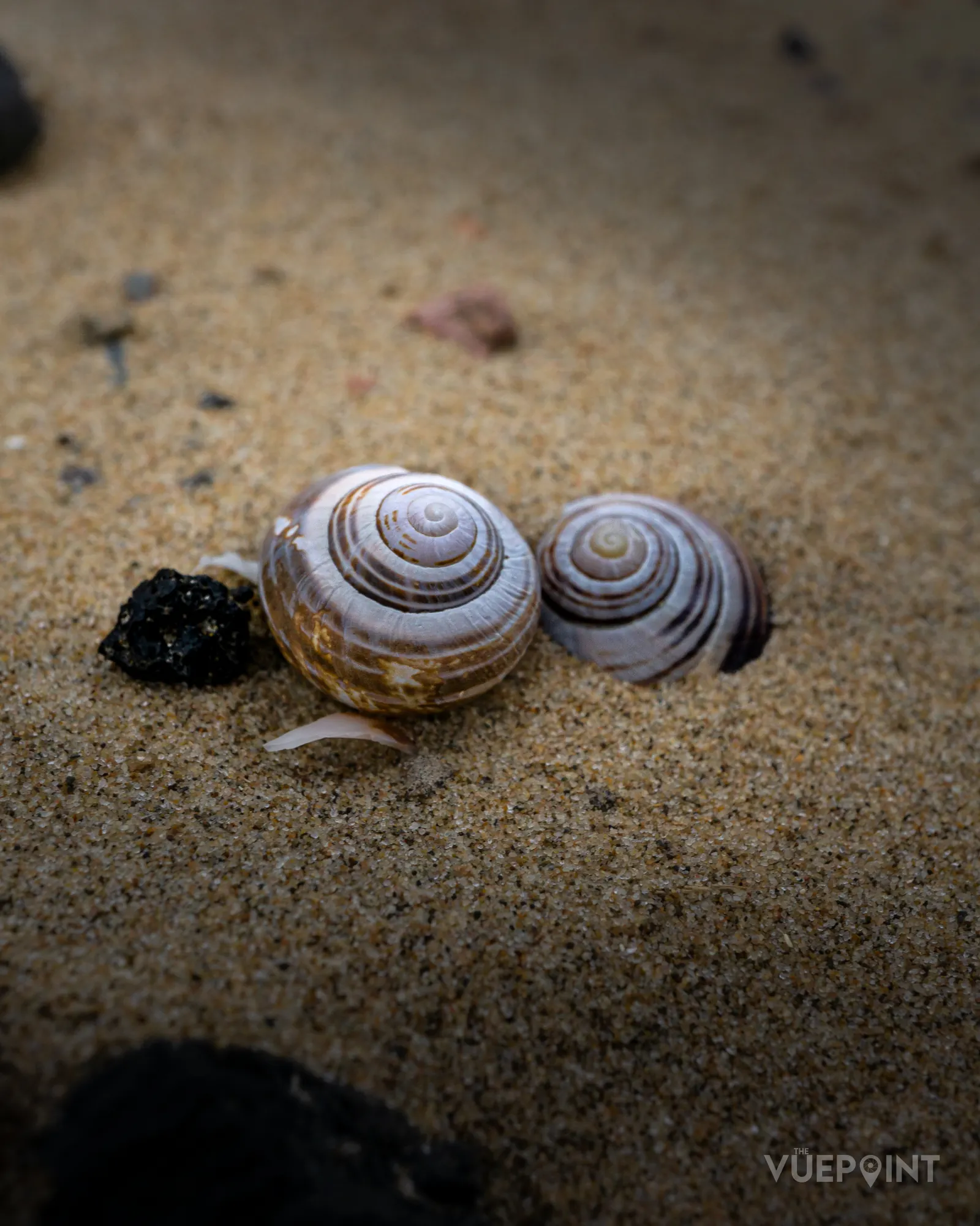 Banded snail shells resting on wet sand