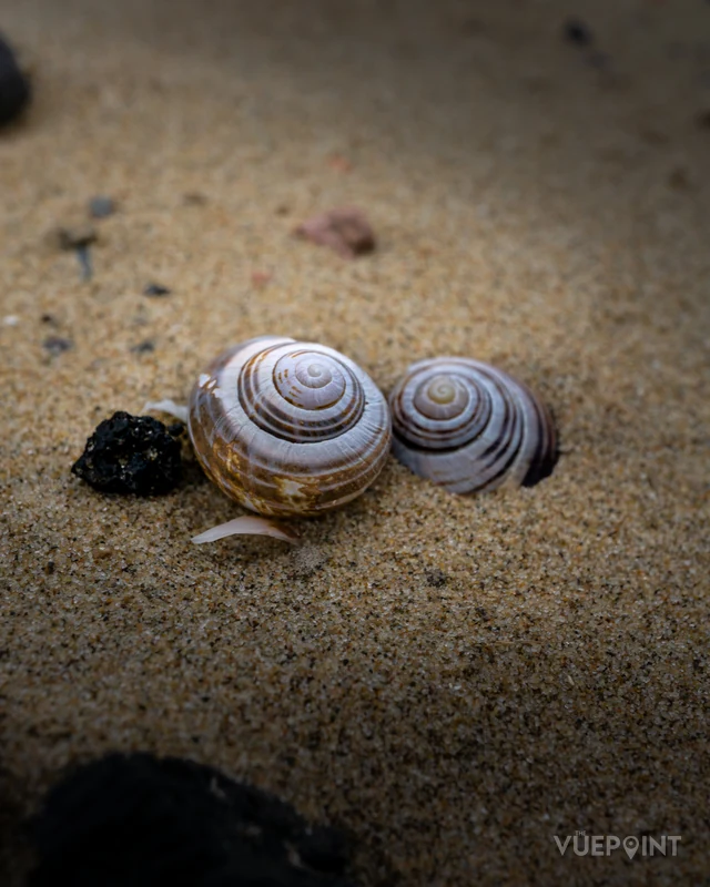 Banded snail shells resting on wet sand