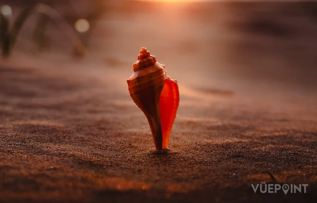 A conch shell on the sand in warm low light
