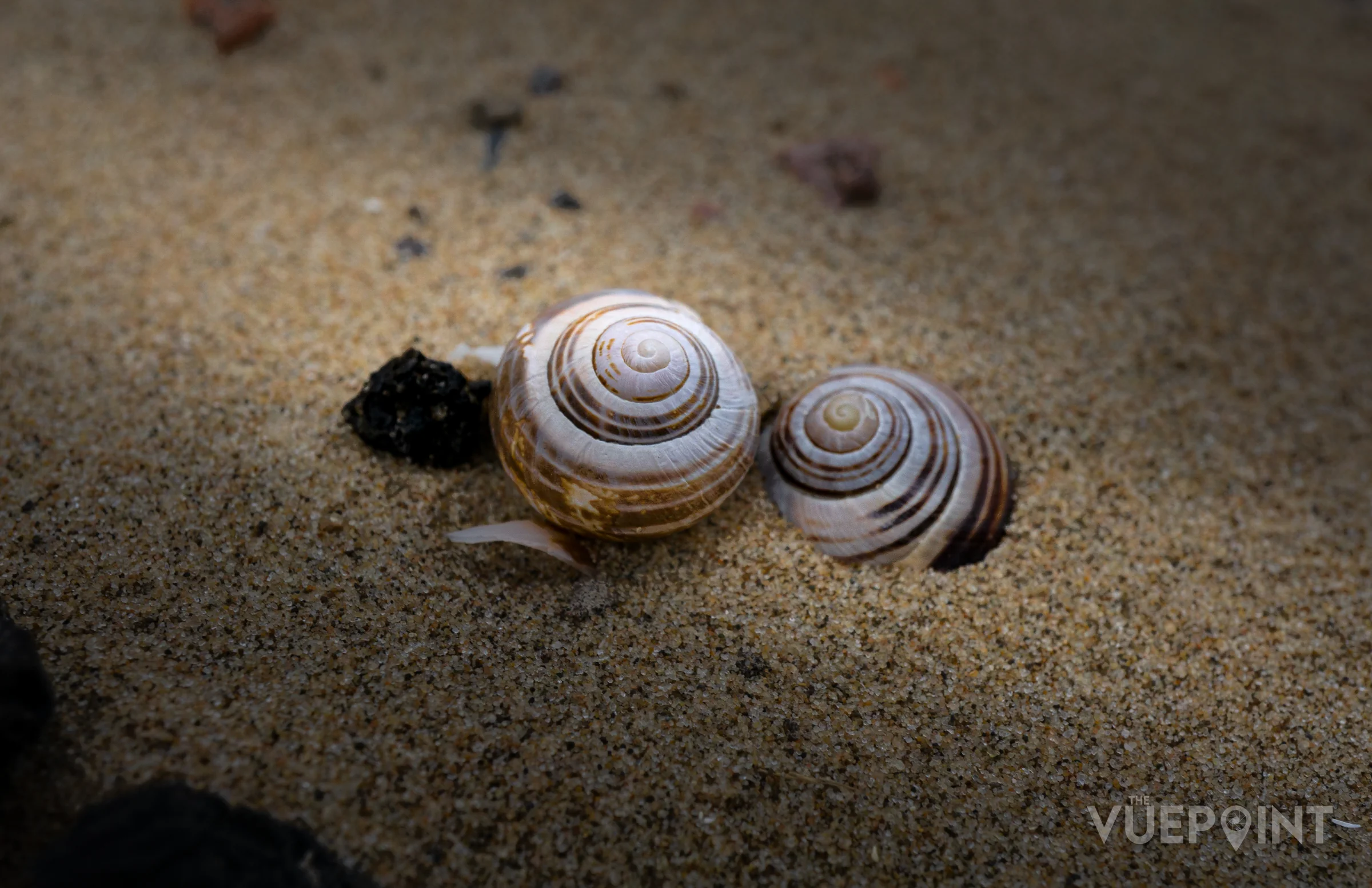 Two spiral shells on wet sand