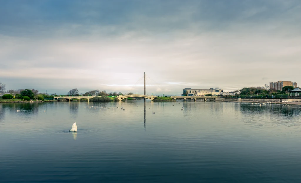 Swan on the Marine Lake