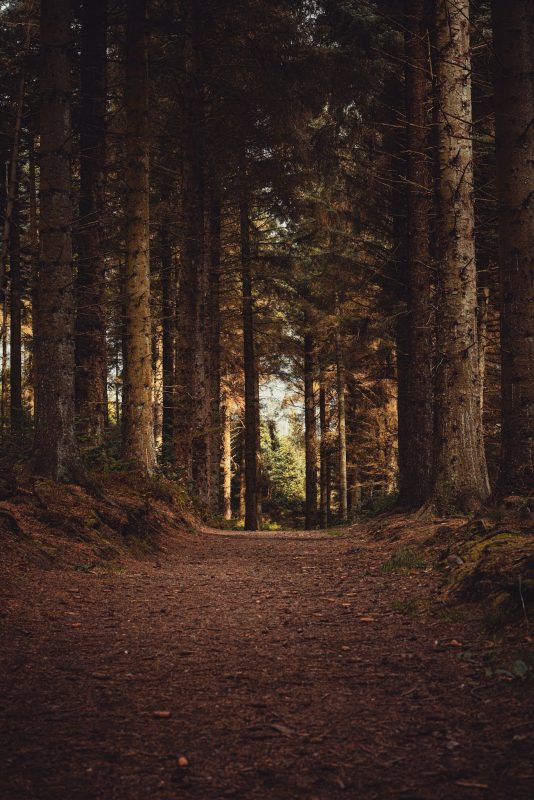 Copyright 2021 Stephen Walton All Rights Reserved