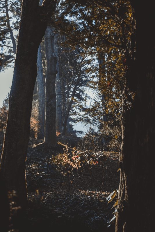 Copyright 2021 Stephen Walton All Rights Reserved