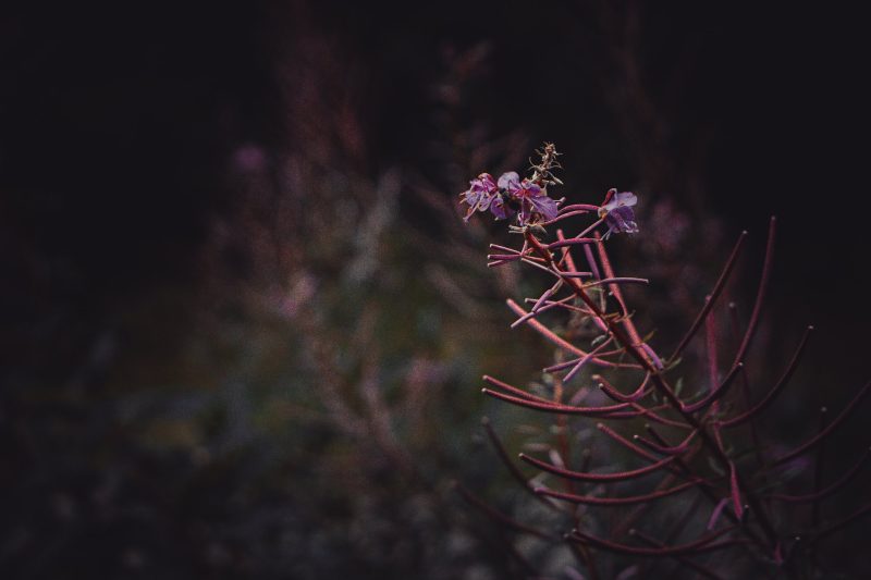 Copyright 2021 Stephen Walton All Rights Reserved