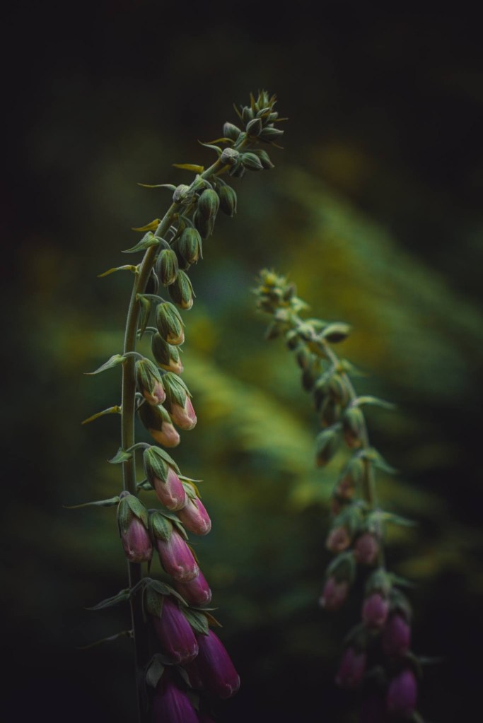 Copyright 2021 Stephen Walton All Rights Reserved