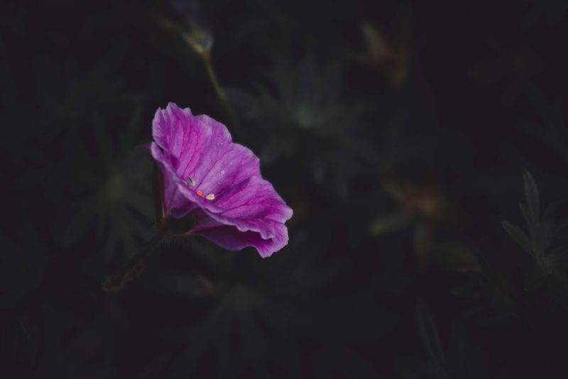 5 Moody Floral Photography Tips