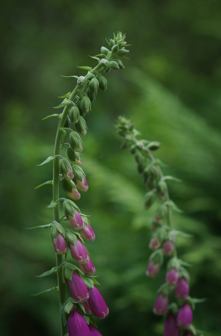 Photography Through a Pandemic