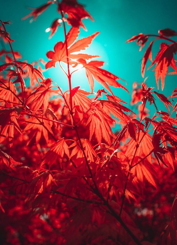 5 Creative Camera Modes in Woodland&nbsp;Photography