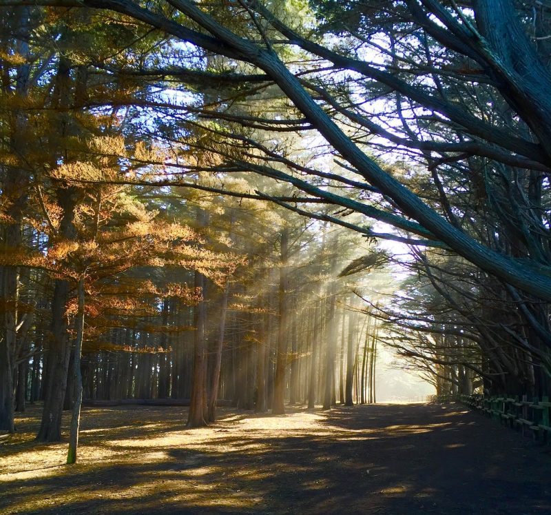 Best Forests in the UK for Woodland Photography