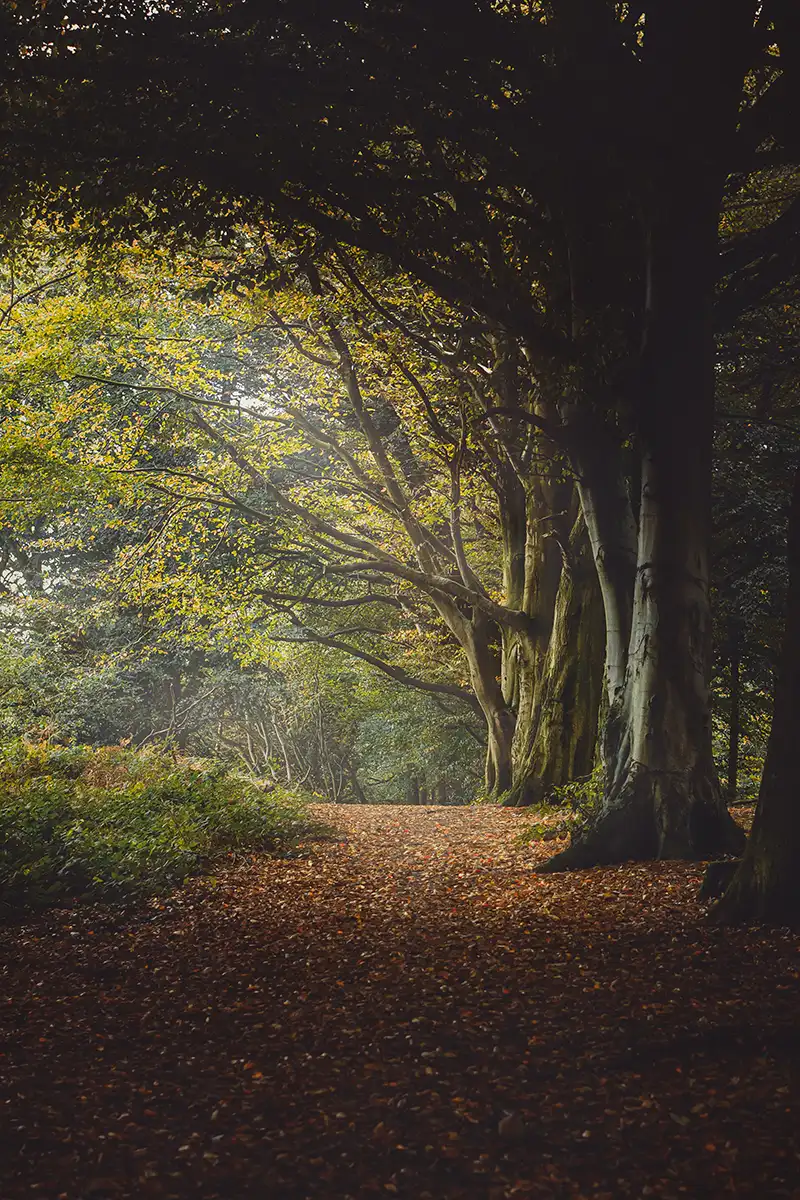 9 Simple Ideas for Woodland Photography