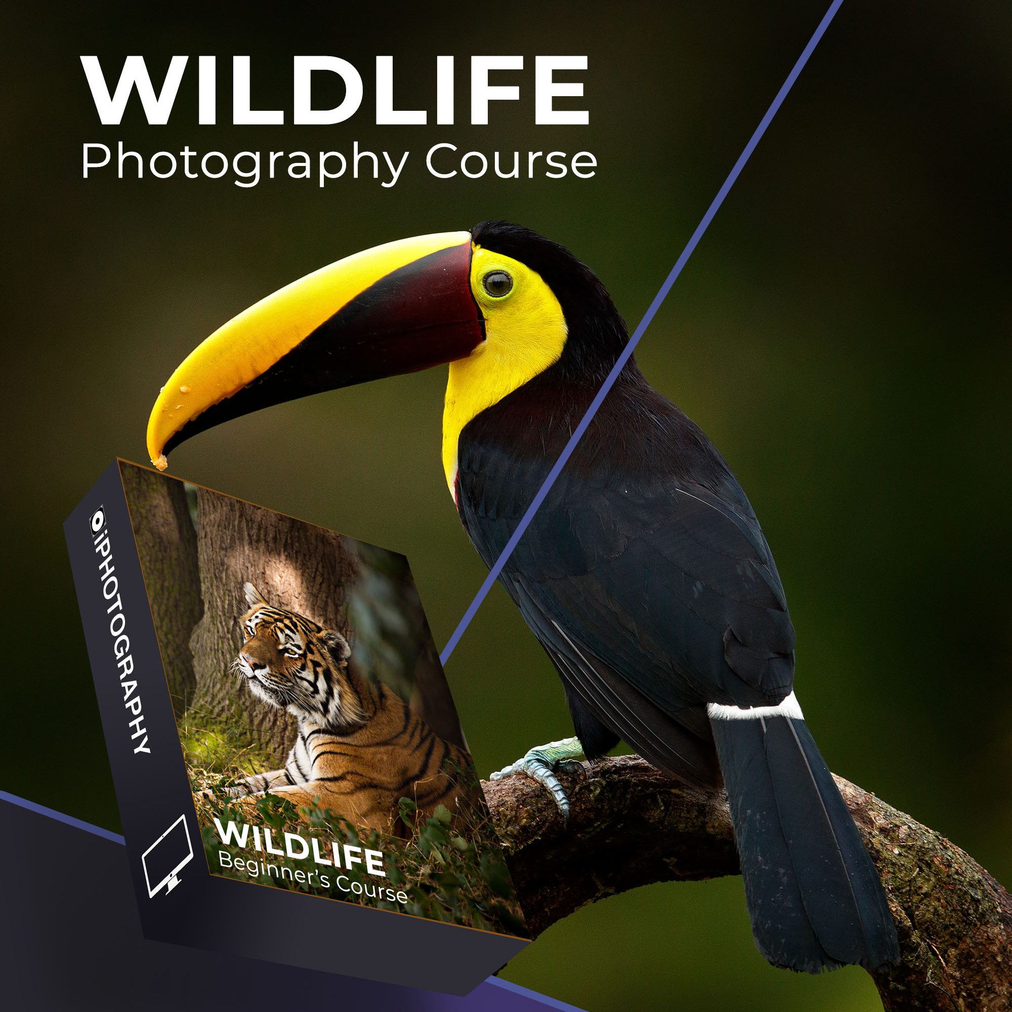 Wildlife photography course advert by iPhotography.com. A yellow billed hornbill sat on a tree branch