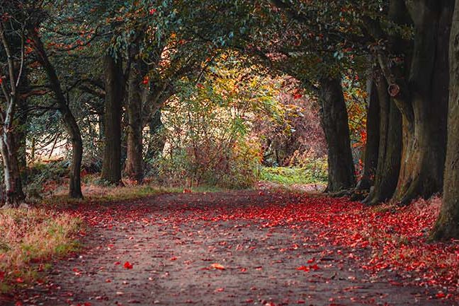 Delamere Forest in Autumn with orange and red leaves