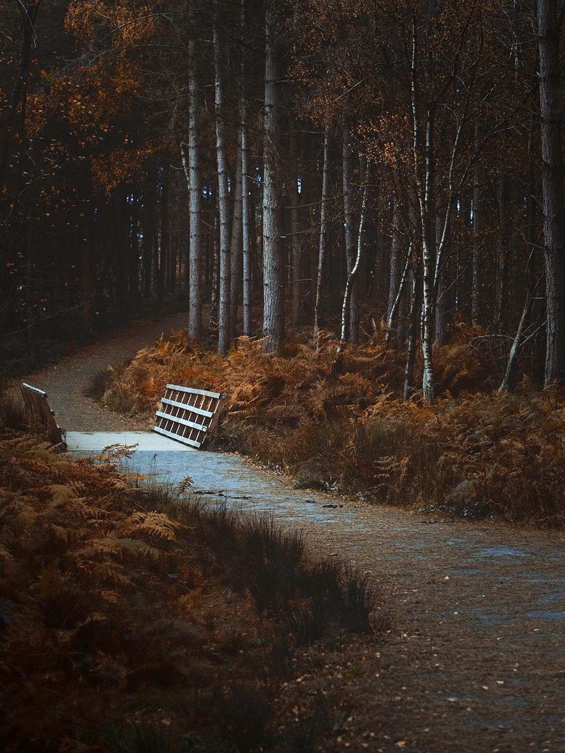An autumnal photo looking along a path and over a wooden bridge in Delamere Forest in cheshire