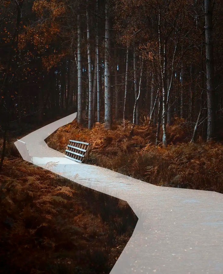 a path winding through a forest