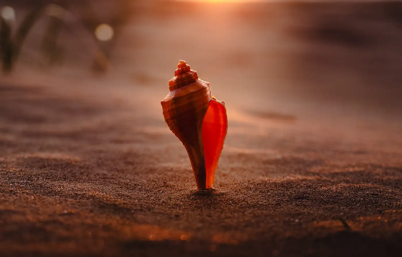 Shell on the Beach